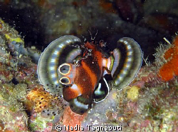 Two-Eyed Lion Fish by Nadia Tagnaouti 